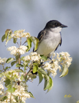 Eastern Kingbird 3984